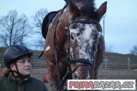 Valach 11let ,50% APPA, KV 160cm – fotografie 1