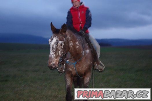 Valach 11let ,50% APPA, KV 160cm – fotografie 3