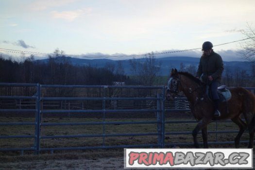Valach 11let ,50% APPA, KV 160cm – fotografie 4