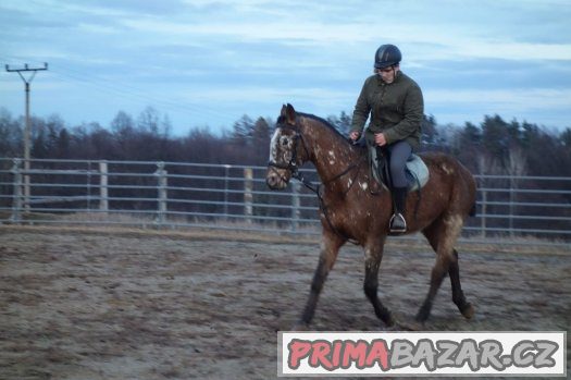 Valach 11let ,50% APPA, KV 160cm – fotografie 5