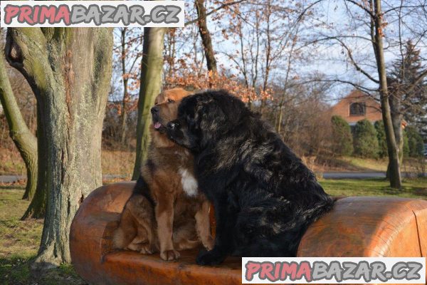 Tibetská doga – štěňátka s PP – fotografie 7