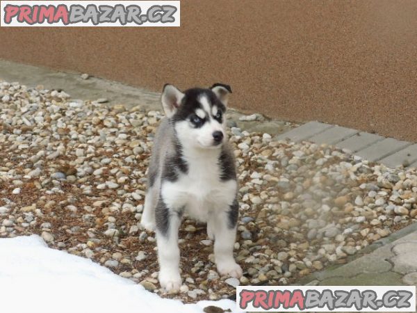 Sibiřský hasky pejsek – fotografie 1