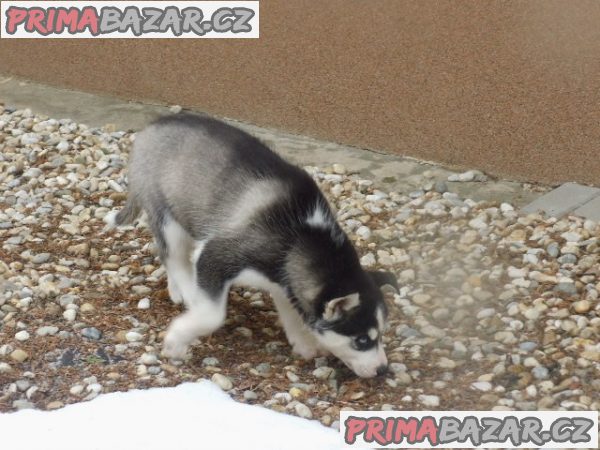 Sibiřský hasky pejsek – fotografie 2