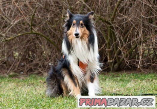 Výjimečný Romeo hledá spřízněnou duši ♥ – fotografie 4