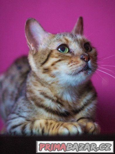 ♥ Bengálský pár Venus a Loki hledají společný domov ♥ – fotografie 1