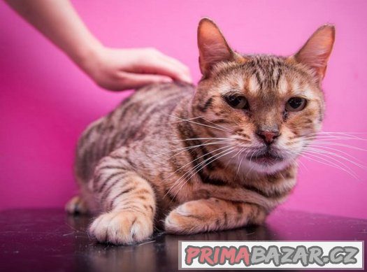 ♥ Bengálský pár Venus a Loki hledají společný domov ♥ – fotografie 3