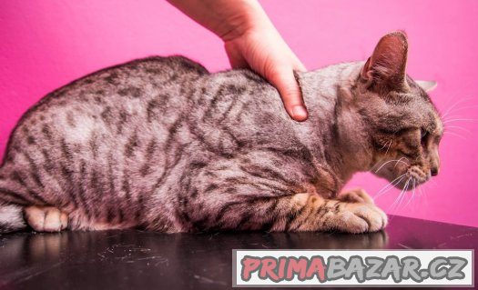 ♥ Bengálský pár Venus a Loki hledají společný domov ♥ – fotografie 4