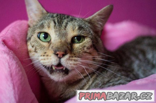 ♥ Bengálský pár Venus a Loki hledají společný domov ♥ – fotografie 5