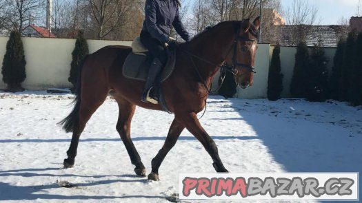 5ti letý schopný valach (drezura/parkur) – fotografie 2