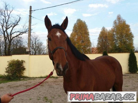 5ti letý schopný valach (drezura/parkur) – fotografie 5