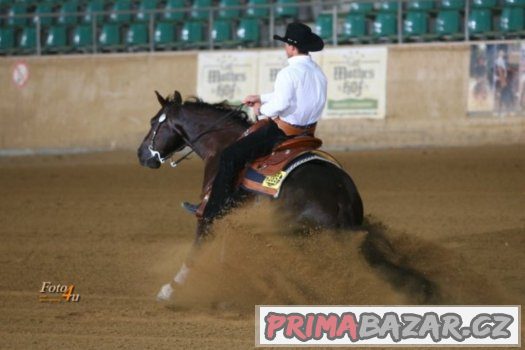 Připouštění QH - GEE RONNIE MO – fotografie 2