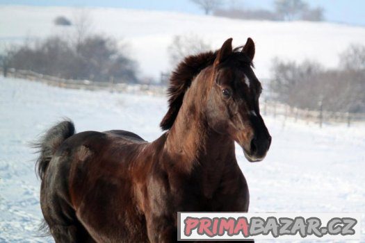 Připouštění QH - GEE RONNIE MO – fotografie 4
