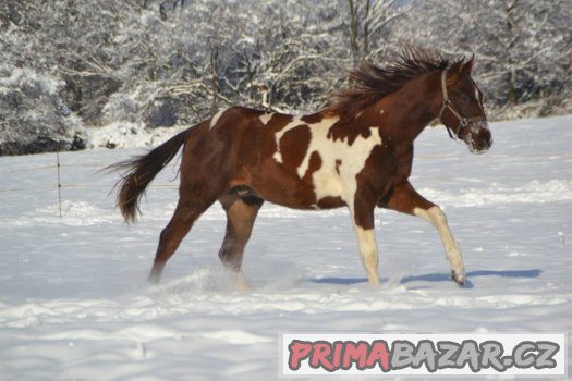 Paint horse valášek – fotografie 1