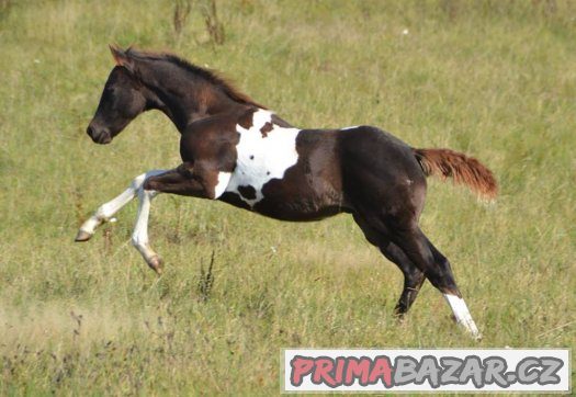 Paint horse valášek – fotografie 4