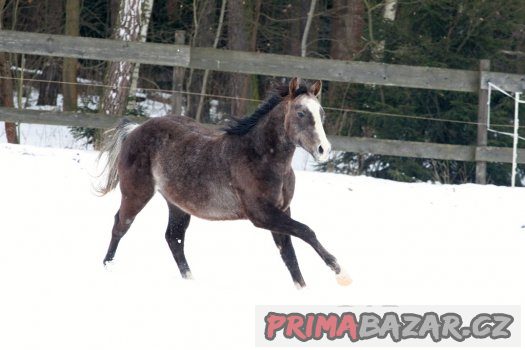 QH hřebeček 2 roky – fotografie 1