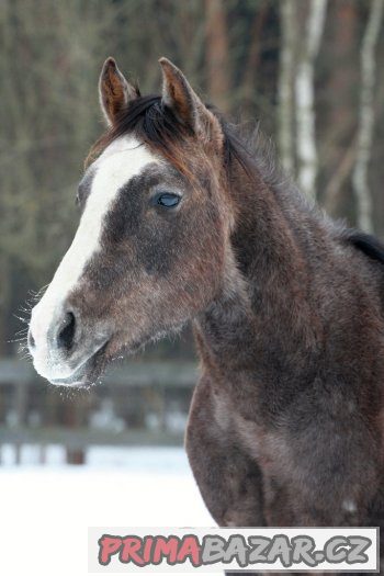 QH hřebeček 2 roky – fotografie 4