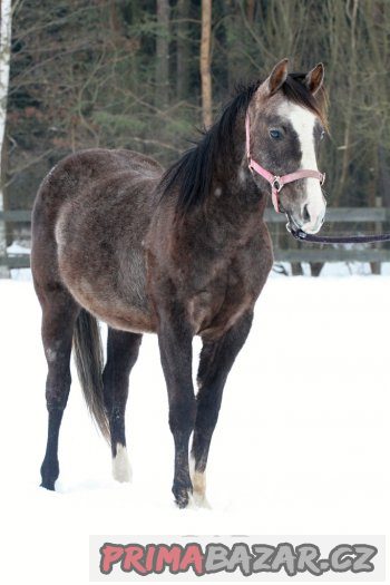 QH hřebeček 2 roky – fotografie 5