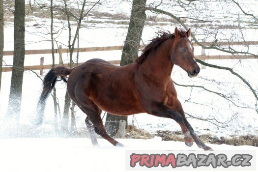 Připouštění QH - GEE RONNIE MO – fotografie 2