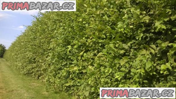 Habr obecný - AKCE - 50cm/12,-Kč – fotografie 2