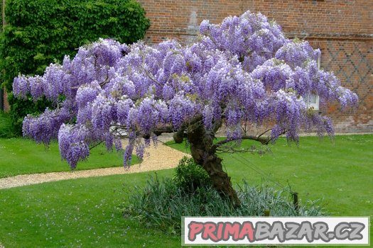 Wisteria ( modrý déšť ) - semena 5 ks – fotografie 1