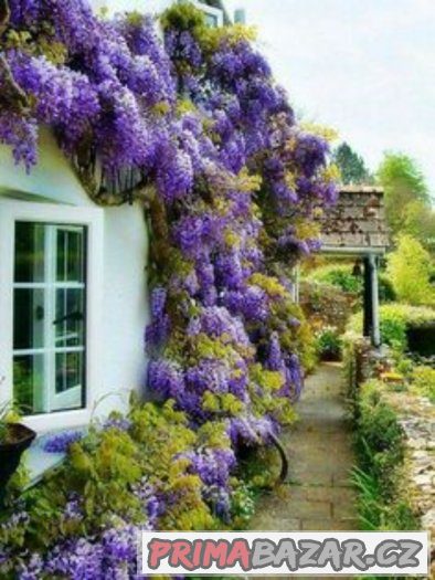 Wisteria ( modrý déšť ) - semena 5 ks – fotografie 2