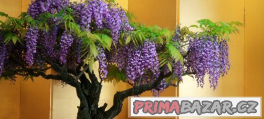 Wisteria ( modrý déšť ) - semena 5 ks – fotografie 3
