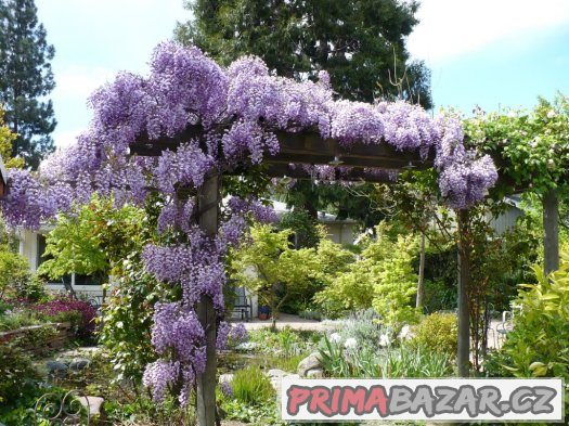 Wisteria ( modrý déšť ) - semena 5 ks – fotografie 4