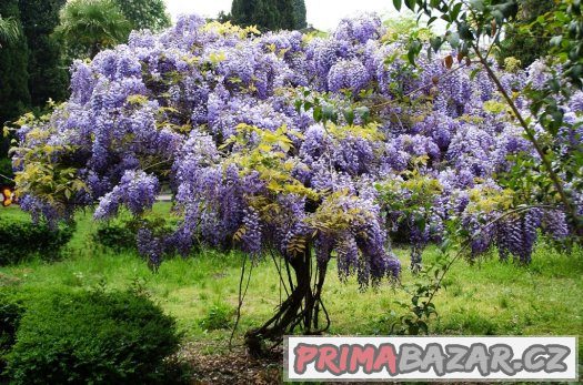 Wisteria ( modrý déšť ) - semena 5 ks – fotografie 5
