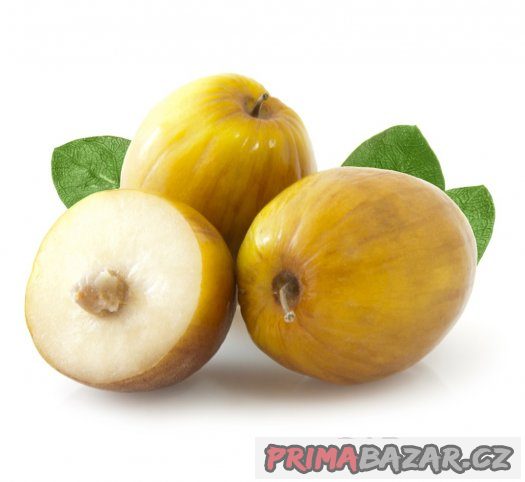 Jujuba ( Zizyphus mauritiana ) - semena 5 ks – fotografie 5