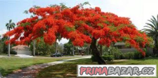 Delonix královská ( delonix regia ) - semena 5 ks – fotografie 1