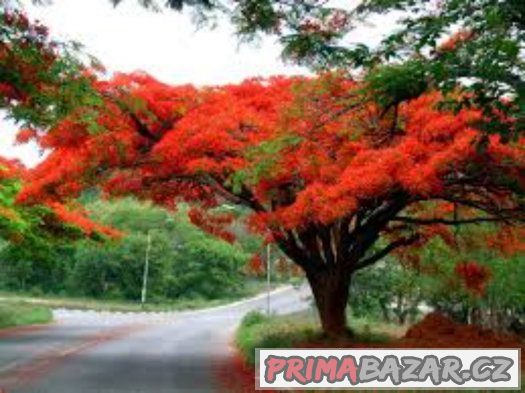 Delonix královská ( delonix regia ) - semena 5 ks – fotografie 3