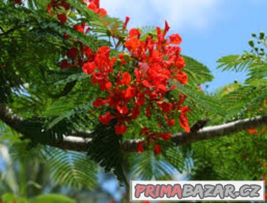 Delonix královská ( delonix regia ) - semena 5 ks – fotografie 4