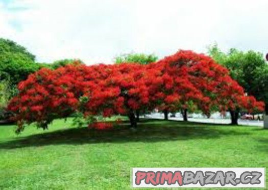 Delonix královská ( delonix regia ) - semena 5 ks – fotografie 5