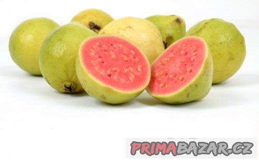 Guava Psidium Guajava ( kvajáva) - semena - 10 ks – fotografie 1