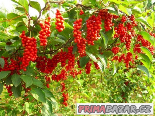 Schizandra chinensis - semena 10 ks – fotografie 1