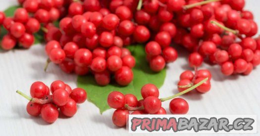 Schizandra chinensis - semena 10 ks – fotografie 2