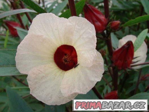 Ibišek súdánský hibiscus sabdariffa - semena 10 ks – fotografie 1