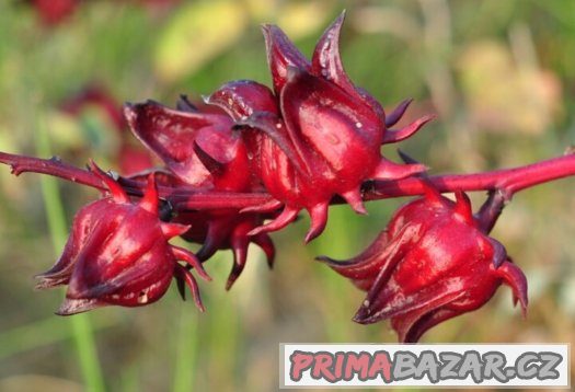 Ibišek súdánský hibiscus sabdariffa - semena 10 ks – fotografie 2