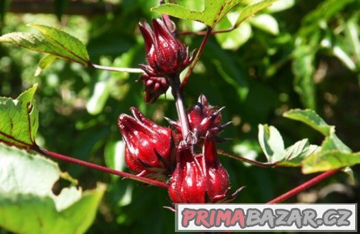 Ibišek súdánský hibiscus sabdariffa - semena 10 ks – fotografie 3