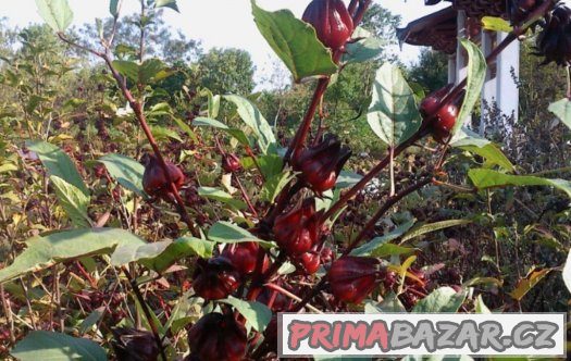 Ibišek súdánský hibiscus sabdariffa - semena 10 ks – fotografie 4