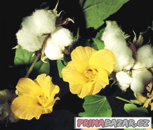 Bavlník ( Gossypium ) - semena 10 ks – fotografie 2