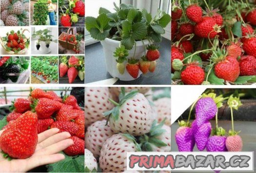 Jahody Mix druhů a barev - semena 50 ks – fotografie 1