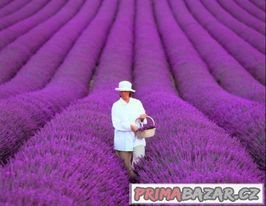 Levandule lékařská - orig. Provence semena 50ks – fotografie 1