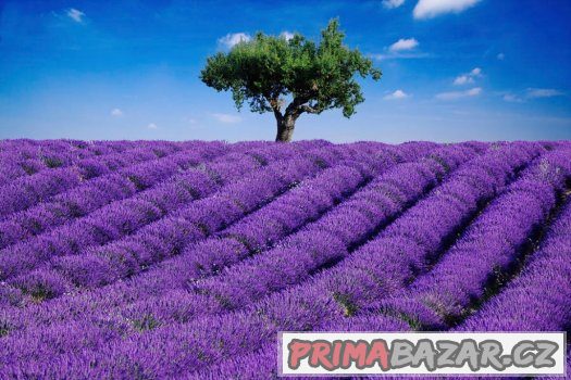 Levandule lékařská - orig. Provence semena 50ks – fotografie 3