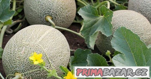 Meloun Cantaloupe - semena 15 ks – fotografie 2