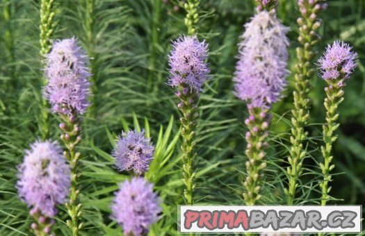 Liatris spicata ( šuškarda ) - semena 25 ks – fotografie 3