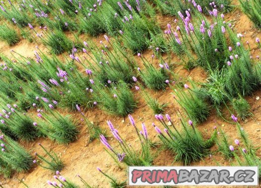 Liatris spicata ( šuškarda ) - semena 25 ks – fotografie 4