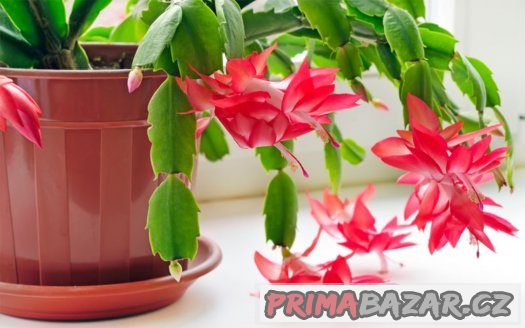 Vánoční kaktus ( Zygocactus ) - semena 25 ks – fotografie 1