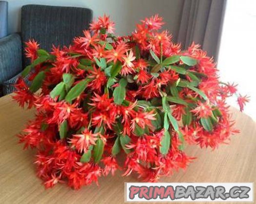 Vánoční kaktus ( Zygocactus ) - semena 25 ks – fotografie 2