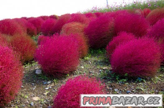 Kochia scoparia pink - semena 25 ks – fotografie 2